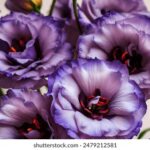 3d开奖306开奖结果精确查询与最新数据公布 50c3ozoc